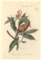 Watling Drawing - no. 430