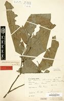Anonidium usambarense