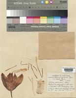 Gethyllis Grandiflora