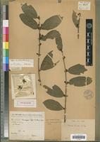 Coffea lemblinii