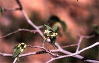Celtis africana Burm.f.