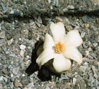 Gethyllis Grandiflora
