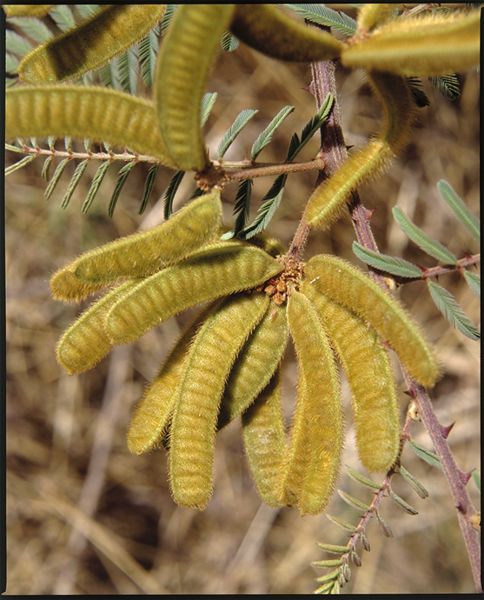 http://ts-den.aluka.org/fsi/img/size2/alukaplant/k/phase_01/k0004/kexp011010064.jpg
