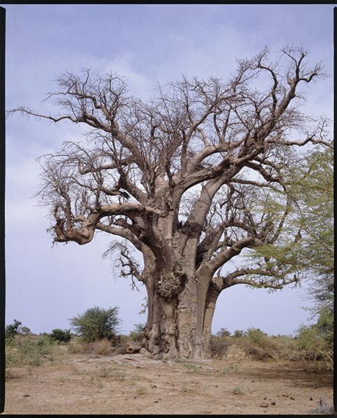 Baobab