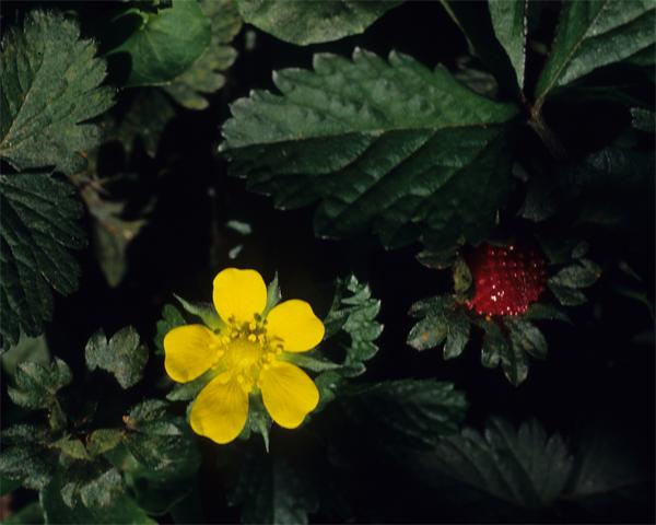 Family: ROSACEAE